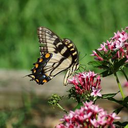 Close-up of butterfly pollinating on flower