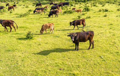 Horses grazing in a field