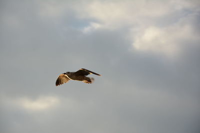 Low angle view of eagle flying against sky