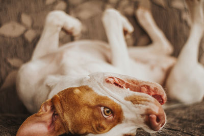 Close-up of dog lying on bed