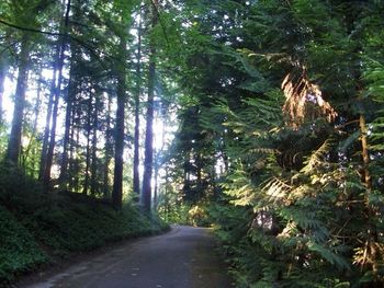 Road passing through forest