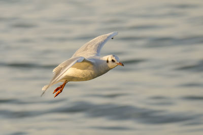 Seagull flying over sea