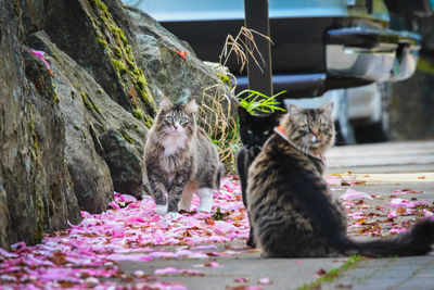 Cat sitting on rock