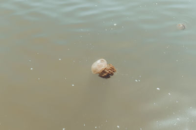 High angle view of shell in sea