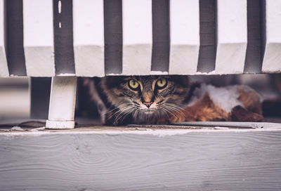 Portrait of cat