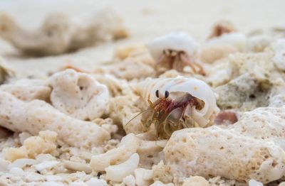 Close-up of crab on sand at beach