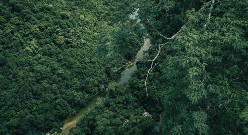 High angle view of trees in forest