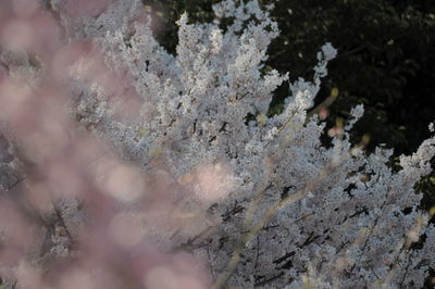 Close-up of lichen on rock