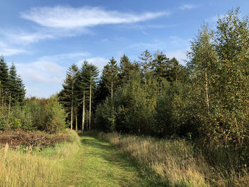 Trees growing on field against sky