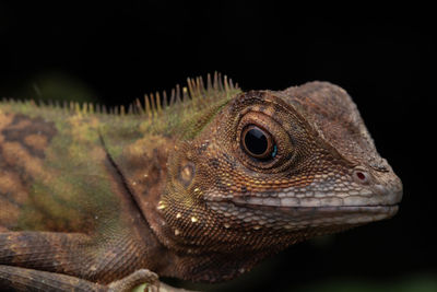 Close-up of lizard