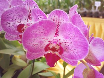 Close-up of pink flowers blooming outdoors