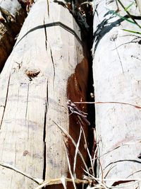 Close-up of plant