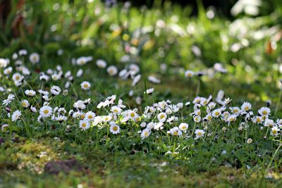 Close-up of white flowering plants on field