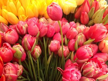 Close-up of pink and yellow tulips