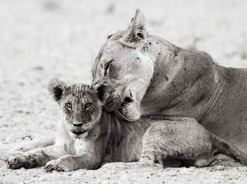 Lioness drinking water