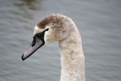 Close-up of swan