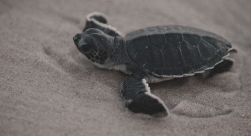 Close-up of a turtle