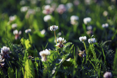 Close-up of white flowers