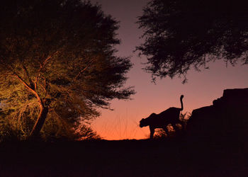 Silhouette of tiger by tree against sky during sunset