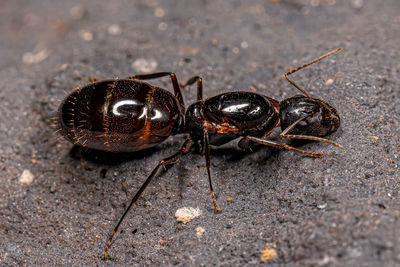 Close-up of ant on rock