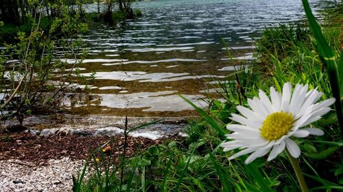 High angle view of water lilies in lake