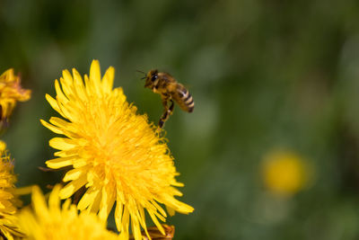 Close-up of bee pollinating on yellow flower