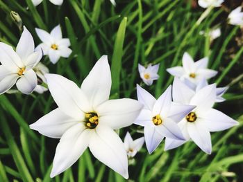 Close-up of white flowers blooming outdoors