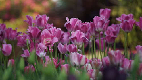 Pink tulips blooming on field