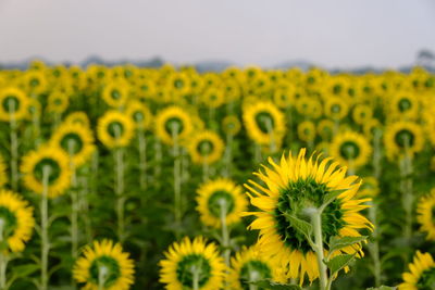 Close-up of yellow flowering plant on field