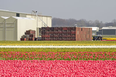 Colorful flowering plants on field by building against sky