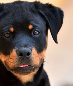 Close-up portrait of dog