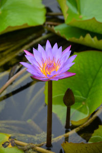 Close-up of lotus water lily in pond