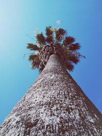 Low angle view of palm tree against clear blue sky