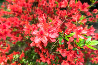 Close-up of red flowers blooming outdoors