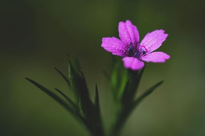 Close-up of pink flowering plant
