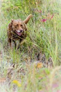 Dog on field