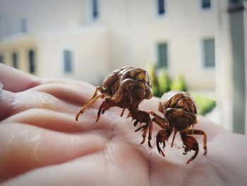 Close-up of hand holding crab