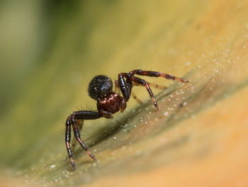 Close-up of spider