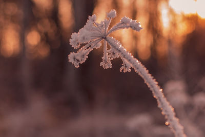 Close-up of frozen plant during winter