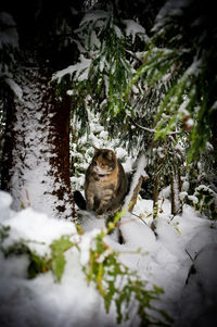 Cat looking away