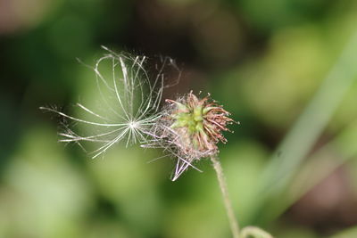 Close-up of dandelion on plant