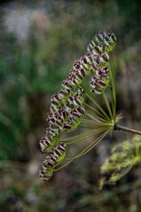 Close-up of purple flowering plant