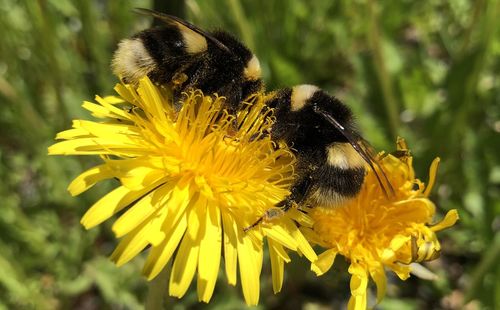 Close-up of bee on yellow flower