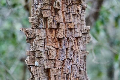 Details of a fire resistant bark of exotic topical tree, with very rugged textured surface pattern