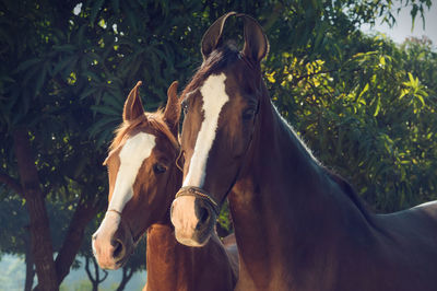 View of horse in ranch