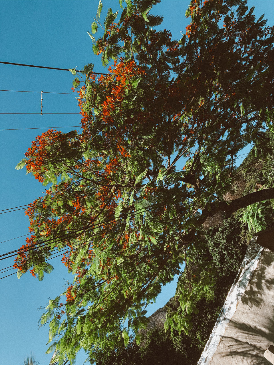 tree, plant, sky, low angle view, growth, cable, nature, no people, day, clear sky, outdoors, beauty in nature, electricity, branch, power line, tranquility, plant part, leaf, autumn, connection