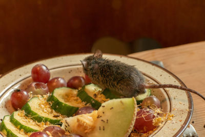 Zurich, switzerland, september 3, 2023 mouse is eating fresh fruits from a plate in a wildlife park