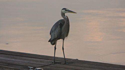 View of bird perching on wood against sky