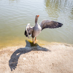 View of goose in lake flapping it's wings