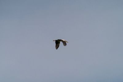 Low angle view of eagle flying in sky